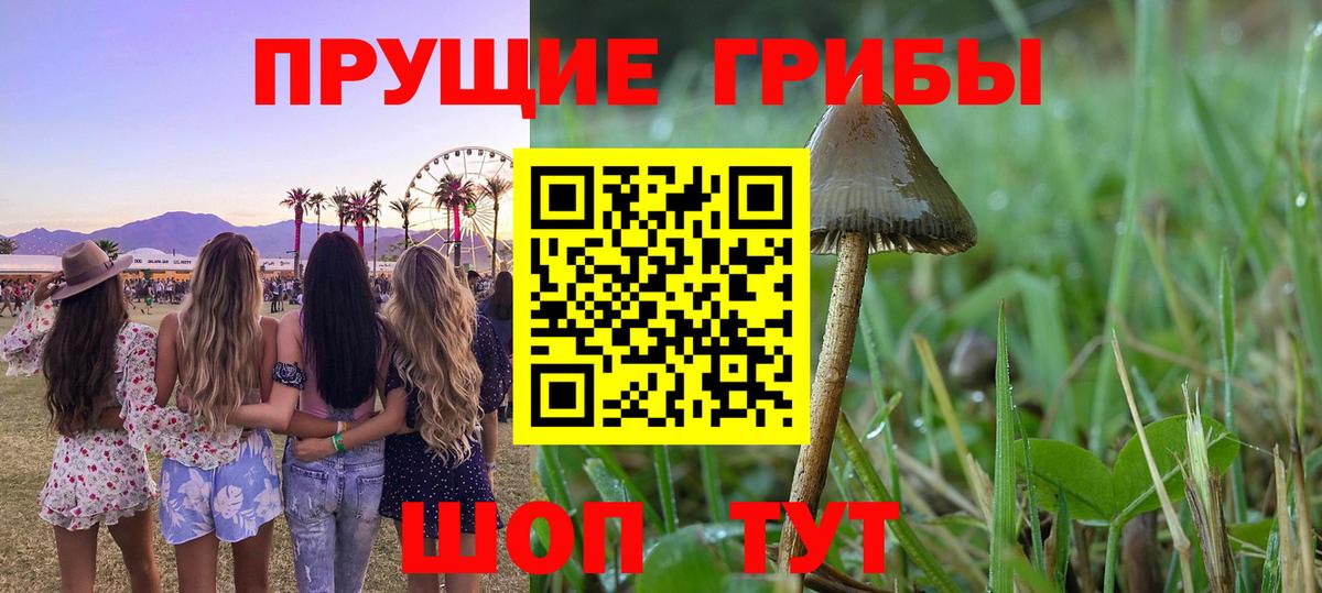 Псилоцибиновые грибы Psilocybe  Вход с VPN  Владимир 